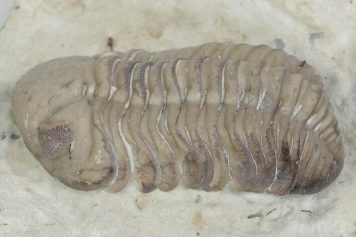Kainops Trilobite - Black Cat Mountain, Oklahoma #362983